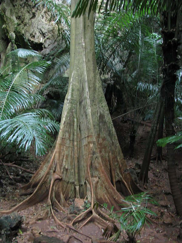 Ein gewaltiger Baum, im Fundament ein Druchmesser von ca.5m, Höhe von 3 übereinandergestapelten Fichten