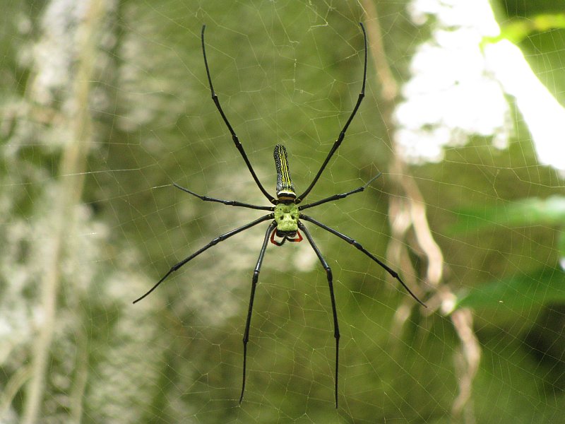 Spinne mit gut 15 cm Durchmesser, totenkopfähnliche Zeichnung, muss ja brutal gefährlich sein...
